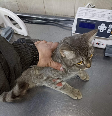 У выброшенного в Чернореченском кота диагностировали серьезное заболевание